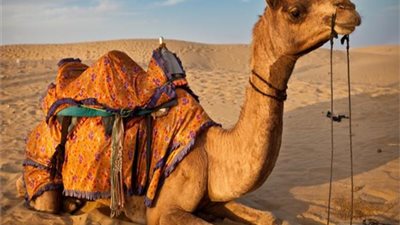 6 اسباب تجعل من الجمل سفينة الصحراء