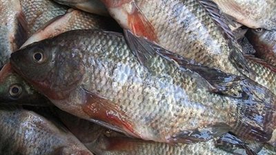 دراسة: تناول أسماك المياه العذبة له نفس تأثير شرب مياه ملوثة