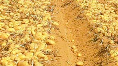 حزمة من التوصيات لتجنب الإصابة بالدودة القارضة