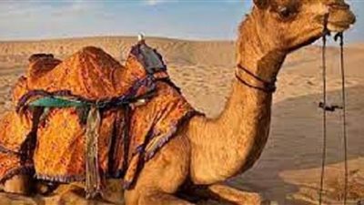 جسدية وشكلية .. صفات مميزة للجمال
