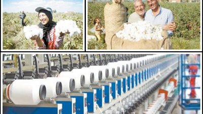 خبراء بحوث القطن: إنجاز كبير يعيد 