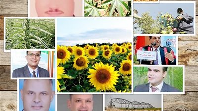حلول جذرية لأزمة نقص الزيوت.. التوسع في الزراعة أهم الخطوات