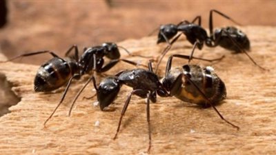 فى اكتشاف جديد .. النمل يستطيع شم رائحة الاورام بين البشر