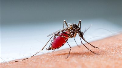 باحثون يبتكرون مادة للحماية من لدغات البعوض