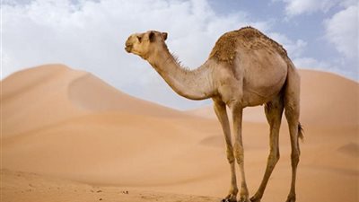 6 خصائص تميز الجمل عن سائر الحيوانات