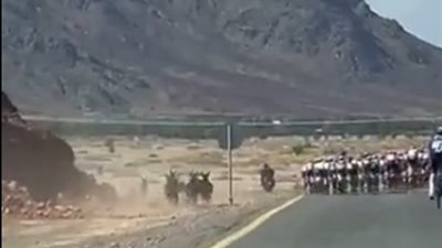 قطيع من الحمير يشارك في سباق للدراجات .. فيديو