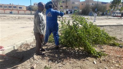 حملة تقليم الأشجار المتداخلة مع الكهرباء والتجميل بسفاجا