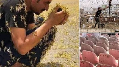 ما حكم اكل الجراد وقتله