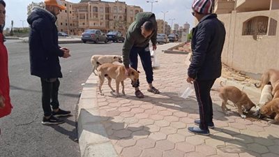 بيطرى مدينة الشروق يكشف عن مكان وتفاصيل الحملة الـ4 للكلاب/ فيديو