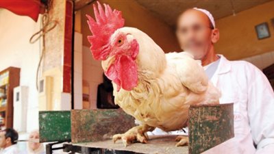 التموين: سعر الدجاج فى رمضان لن يزيد عن 65 جنيها للكيلو
