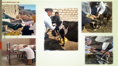 فحص 6268 رأس ماشية ضد البروسيلا والسل البقرى بالشرقية