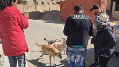 بيطرى مدينة الشروق يعلن نبأ هام بحملات تطعيم الكلاب/ فيديو وأرقام