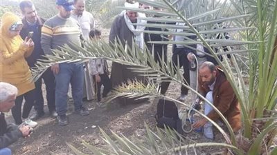 محافظ الشرقية: مدارس حقلية للإرتقاء بزراعة أشجارالنخيل