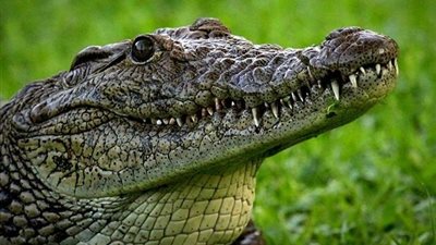 تماسيح بحيرة فيكتوريا تقتل 7 أشخاص خلال شهر