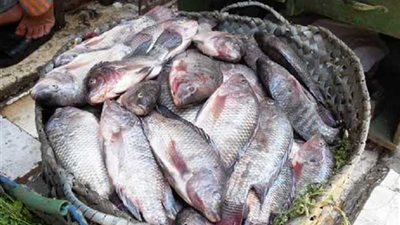 ضبط طن أسماك فاسدة بقنا