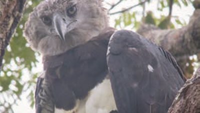 الطيور في خطر