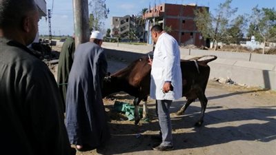 تحصين 216 ألفا و678 رأس ماشية و93 ألف طائر بكفر الشيخ