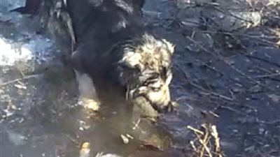 كلب يبدي امتنانه لشخص أنقذه من بحيرة متجمدة .. فيديو