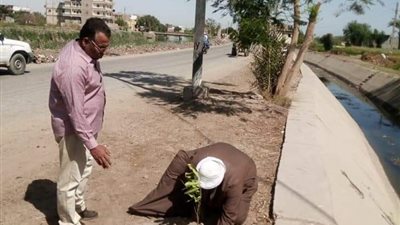 زراعة أشجار مثمرة بمدخل قرية صفط الخمار بمركز المنيا