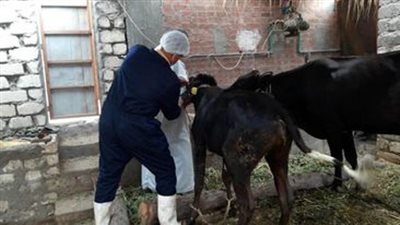 طب بيطري الإسماعيلية الأولى على الجمهورية في التحصينات