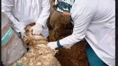 بيطري الشرقية يُحصن 600 ألف رأس ماشية للوقاية من الحمى