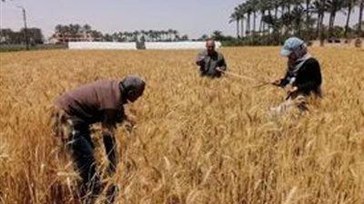 بدء موسم حصاد السنابل الذهبية في فايد بالاسماعيلية..صور