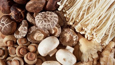 تعرف على فوائد الفطر بأنواعه المختلفة
