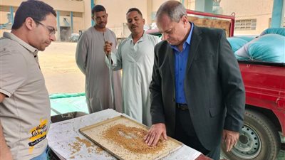 استمرار توريد محصول القمح بمحافظة المنيا