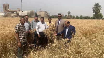 المرور على محصول القمح بمركز سمالوط من خلال مبادرة ازرع