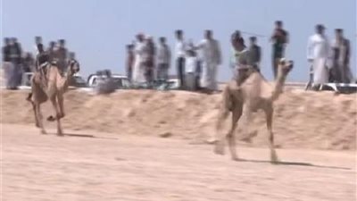 إنطلاق فعاليات سباق الهجن بالعريش