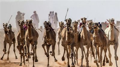 تعرف على مكان إقامة بطولة سباق الهجن