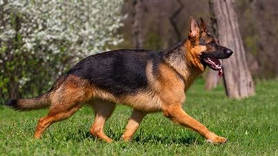 كل ما تريد معرفته عن حيازة الحيوانات الخطرة والكلاب