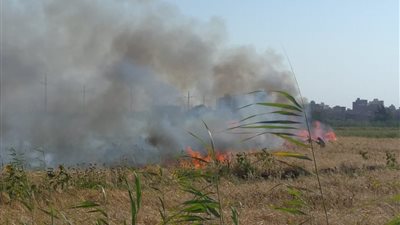 إخماد حريق في أراض مزروعة بالقمح بكفر الشيخ