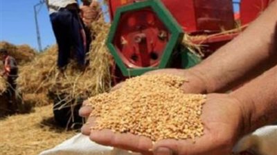 التموين: استلام 1.3 مليون طن قمح محلي المزارعين حتي الان