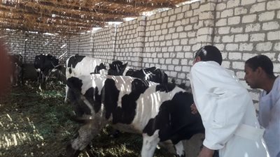 تحصين ٥٤٤٥٠ حيوان فى حملات الطب البيطرى بالأقصر