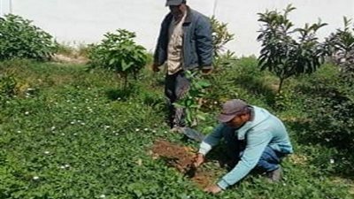 109 الف شجرة زرعت بعروس المتوسط فى اطارمبادرة 100مليون شجرة