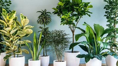 4 مكونات منزلية تساعد النباتات على الازدهار