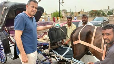 ٢٥ حفاضة للحنطور السياحى بالأقصر
