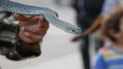 بيان برلماني عاجل بشأن وجود ثعابين في مبنى وزارة الزراعة