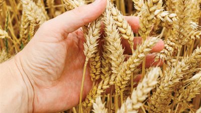 ارتفاع مشتريات مصر من القمح المحلي 10%