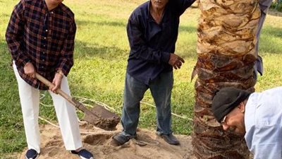 السبت غرس نخلة السلام بالمعادى فى محافظة القاهرة
