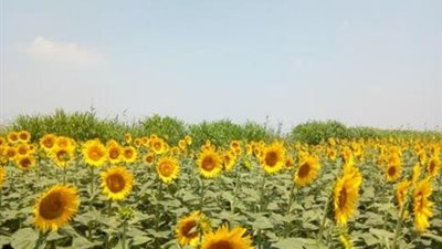 محصول عباد الشمس زراعة استراتيجية ناجحة في الإسماعيلية ..صور