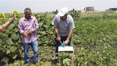 مكافحة حقلية للذهب الأبيض شرق الإسماعيلية
