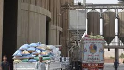 استمرار توريد القمح بصومعة المراشدة بالوقف