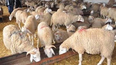 استقبال 25 ألف رأس ماشية من 4 دول استعدادا لعيد الأضحى المبارك