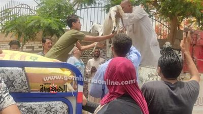 التضامن الاجتماعي بالمنيا يسلم رؤس ماعز واغنام بمركز سمالوط