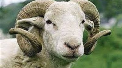 ضحى عن والده المتوفى فهل يعلم الميت من اسدى له ذلك