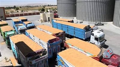 ونجحت جهود الدولة المصرية.. في تحقيق المستهدف من الأقماح المحلية