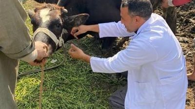 فحص5 آلاف رأس ماشية ضد البروسيلا والسل البقرى بالشرقية
