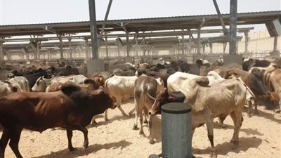 الكيلو بـ 170 جنيهاً.. التموين توفر اللحوم في منافذها قبل عيد الأضحى